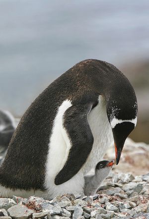 c43-penguin young chick 1.jpg